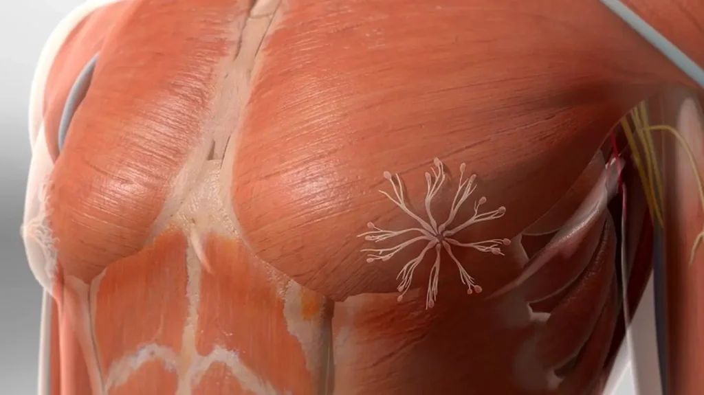 m/سونوگرافی زیر بغل مردان